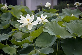 荷花,綠葉,池塘