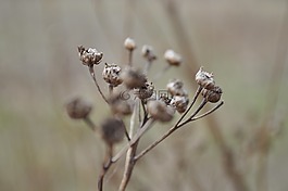 花,植物,美容