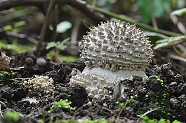 stekelkopamantiet,蘑菇,秋季