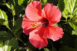 芙蓉,木槿,玫瑰