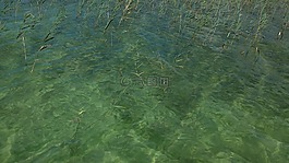 水,蘆葦,湖