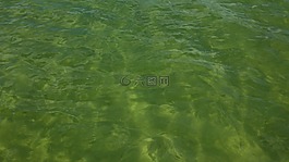 水,湖,綠色