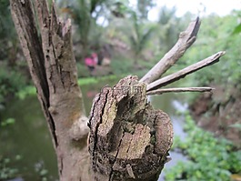 枝杈,生態(tài),木材
