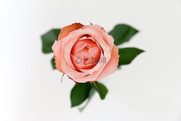 玫瑰,鮮花,花瓣