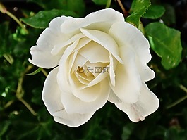 玫瑰,白,花瓣