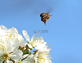昆蟲,廠,性質(zhì)
