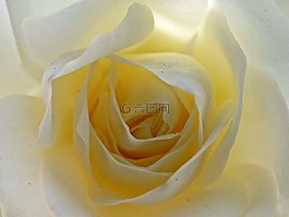 白,花瓣,開花