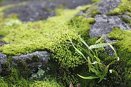 苔,石,草
