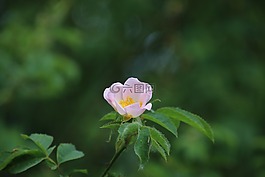 木海葵,關(guān)閉,開花