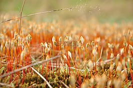 苔蘚,雜草叢生,特寫(xiě)