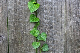 常春藤,履帶板,植物