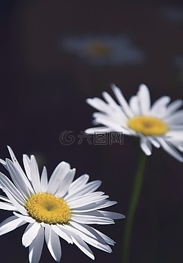 雛菊,鮮花,特寫