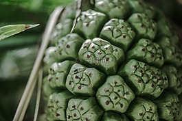 水果,綠色,自然