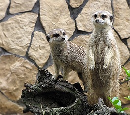 貓鼬,動物園,動物