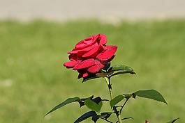 花,自然,野生