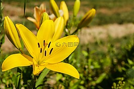 百合,花,開花