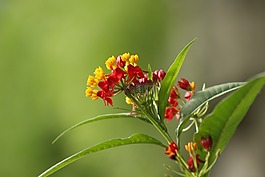 花,自然,野生