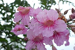 粉紅色的花,鮮花,春