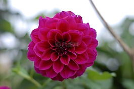 羅莎,紫色的小花,鮮花