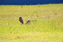 貓頭鷹,景觀,鳥