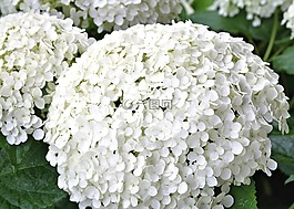 繡球,白,花