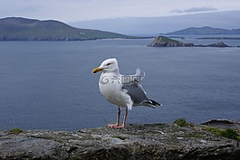 愛爾蘭,海鷗,鳥