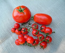 西紅柿,蔬菜,紅色