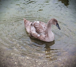 天鵝,湖,鳥類