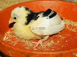 小雞,甜,可愛