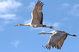 沙丘鶴,鳥(niǎo),野生動(dòng)物