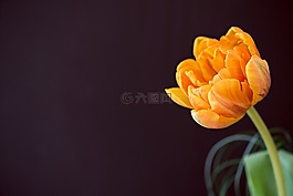 郁金香,花,schnittblume