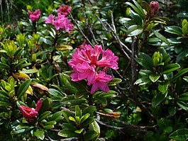 高山玫瑰,almenrausch,鮮花