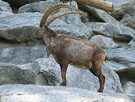 摩羯座,高山動(dòng)物園,因斯布魯克