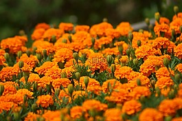 鮮花,廠,關(guān)閉