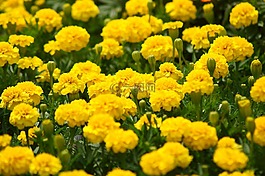 鮮花,廠,關(guān)閉