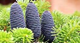 杉木,松球果,點(diǎn)擊藍(lán)色