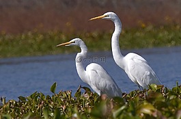 白鷺,鳥,野生動物