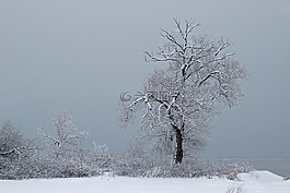 樹,雪,冷