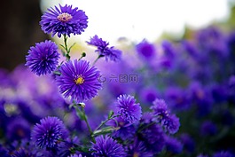 旅行,鮮花,美