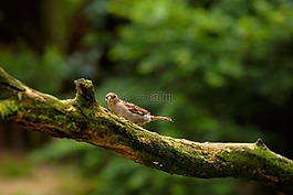 麻雀,科,鳥