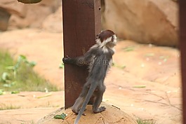 嬰兒,猴子,尋找