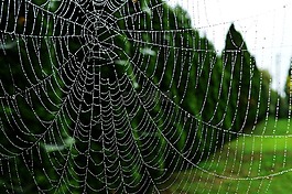web,露滴,黎明