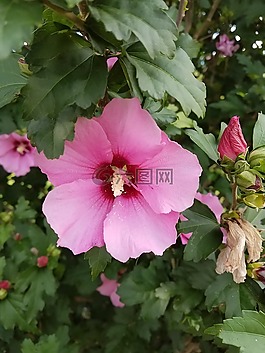 花,自然,花的
