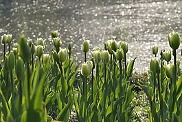 花園,綠色,水
