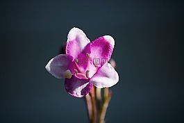 花,開(kāi)花,紫