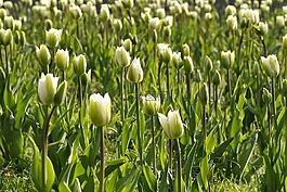 花園,綠色,水