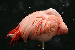 粉紅色的火烈鳥,睡眠,鳥