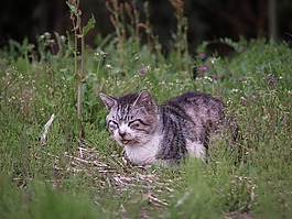 貓咪,野生貓科動物,斜