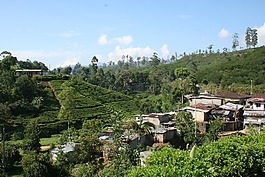 茶,人工林,斯里蘭卡