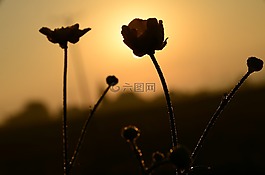 太陽,日出,morgenrot